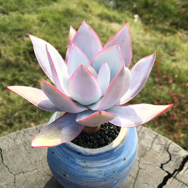 真正蚕丝被的价格,蚕丝被鉴别翡翠知识-第87张图片-翡翠网 真正蚕丝被的价格,蚕丝被鉴别翡翠知识-第87张图片-翡翠网