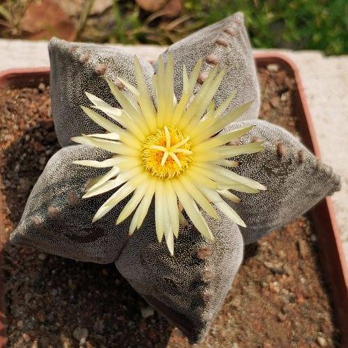 真正蚕丝被的价格,蚕丝被鉴别翡翠知识-第88张图片-翡翠网 真正蚕丝被的价格,蚕丝被鉴别翡翠知识-第88张图片-翡翠网