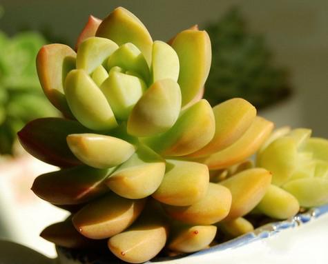 真正蚕丝被的价格,蚕丝被鉴别翡翠知识-第89张图片-翡翠网 真正蚕丝被的价格,蚕丝被鉴别翡翠知识-第89张图片-翡翠网