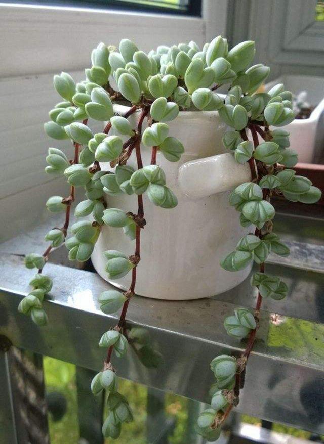 真正蚕丝被的价格,蚕丝被鉴别翡翠知识-第90张图片-翡翠网 真正蚕丝被的价格,蚕丝被鉴别翡翠知识-第90张图片-翡翠网