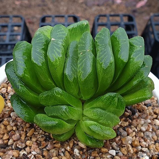 真正蚕丝被的价格,蚕丝被鉴别翡翠知识-第93张图片-翡翠网 真正蚕丝被的价格,蚕丝被鉴别翡翠知识-第93张图片-翡翠网