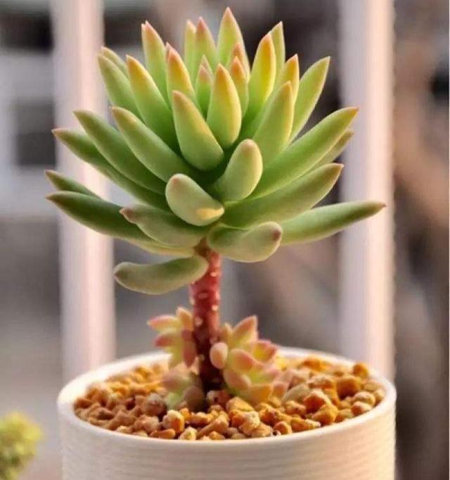 真正蚕丝被的价格,蚕丝被鉴别翡翠知识-第94张图片-翡翠网 真正蚕丝被的价格,蚕丝被鉴别翡翠知识-第94张图片-翡翠网