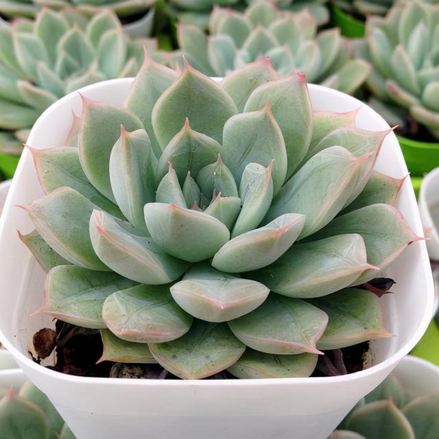 真正蚕丝被的价格,蚕丝被鉴别翡翠知识-第95张图片-翡翠网 真正蚕丝被的价格,蚕丝被鉴别翡翠知识-第95张图片-翡翠网