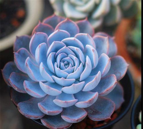 真正蚕丝被的价格,蚕丝被鉴别翡翠知识-第96张图片-翡翠网 真正蚕丝被的价格,蚕丝被鉴别翡翠知识-第96张图片-翡翠网