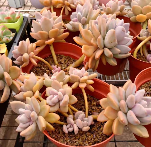 真正蚕丝被的价格,蚕丝被鉴别翡翠知识-第97张图片-翡翠网 真正蚕丝被的价格,蚕丝被鉴别翡翠知识-第97张图片-翡翠网