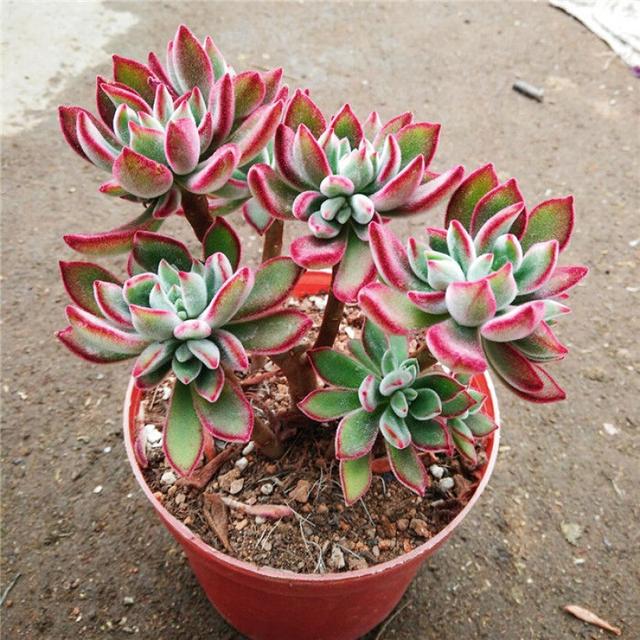 真正蚕丝被的价格,蚕丝被鉴别翡翠知识-第98张图片-翡翠网 真正蚕丝被的价格,蚕丝被鉴别翡翠知识-第98张图片-翡翠网