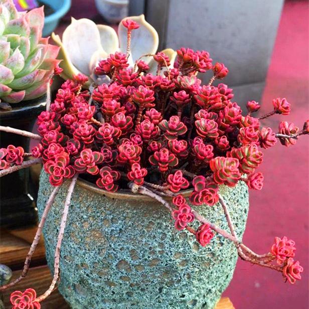 真正蚕丝被的价格,蚕丝被鉴别翡翠知识-第99张图片-翡翠网 真正蚕丝被的价格,蚕丝被鉴别翡翠知识-第99张图片-翡翠网