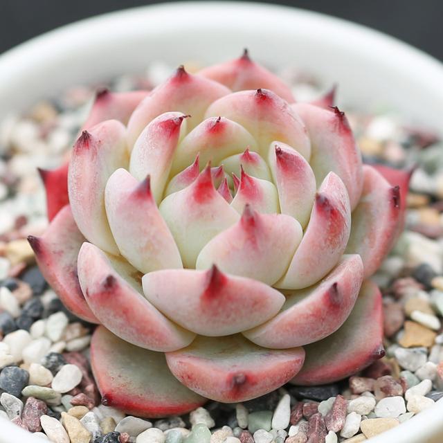 真正蚕丝被的价格,蚕丝被鉴别翡翠知识-第100张图片-翡翠网 真正蚕丝被的价格,蚕丝被鉴别翡翠知识-第100张图片-翡翠网