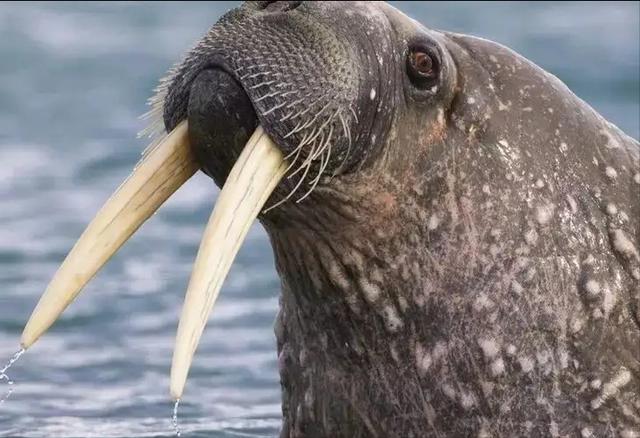 老翡翠扳指价格,出土老玉扳指价格-第7张图片-翡翠网 老翡翠扳指价格,出土老玉扳指价格-第7张图片-翡翠网