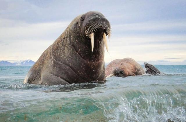 老翡翠扳指价格,出土老玉扳指价格-第16张图片-翡翠网 老翡翠扳指价格,出土老玉扳指价格-第16张图片-翡翠网