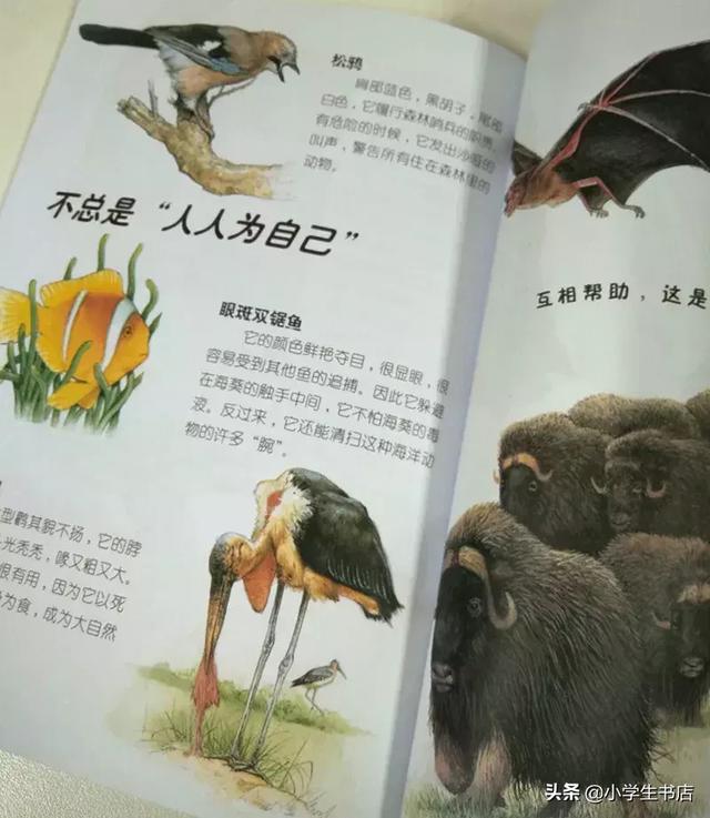 秋眉翡翠实用翡翠学翡翠知识科普类书籍-第34张图片-翡翠网