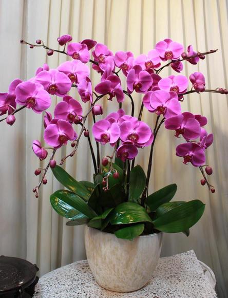 乳种翡翠知识入门翡翠基础知识入门-第1张图片-翡翠网 乳种翡翠知识入门翡翠基础知识入门-第1张图片-翡翠网