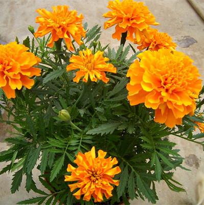 乳种翡翠知识入门翡翠基础知识入门-第2张图片-翡翠网 乳种翡翠知识入门翡翠基础知识入门-第2张图片-翡翠网