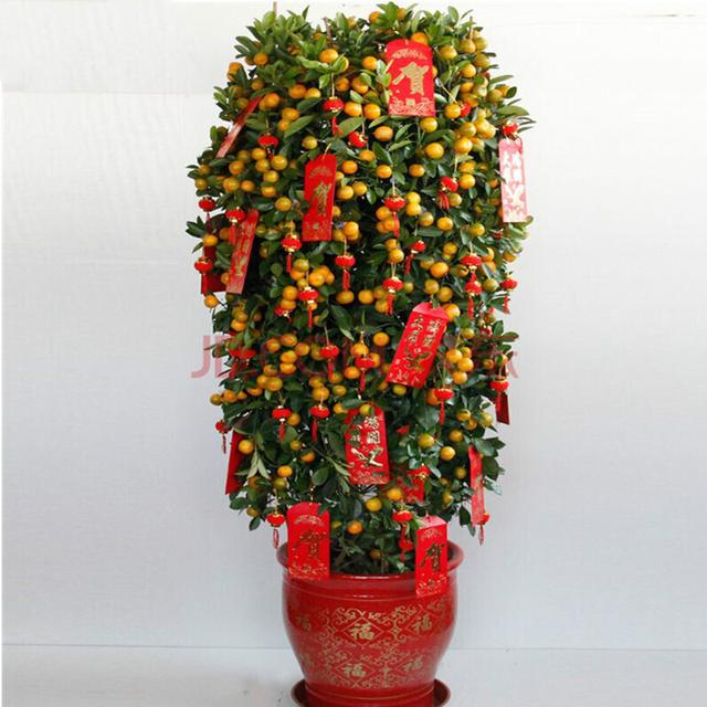 乳种翡翠知识入门翡翠基础知识入门-第3张图片-翡翠网 乳种翡翠知识入门翡翠基础知识入门-第3张图片-翡翠网