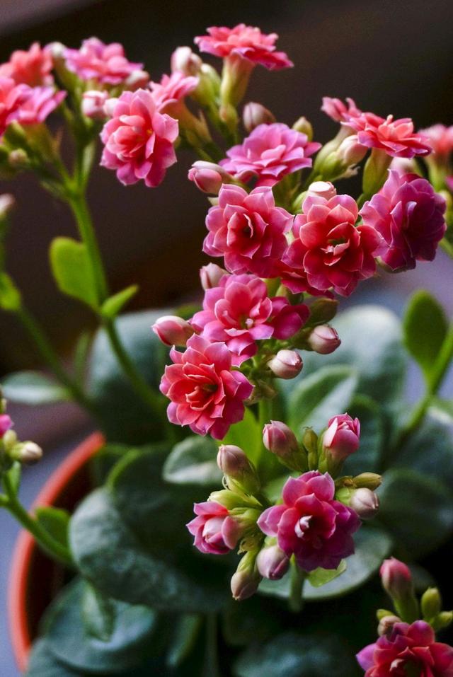 乳种翡翠知识入门翡翠基础知识入门-第4张图片-翡翠网 乳种翡翠知识入门翡翠基础知识入门-第4张图片-翡翠网