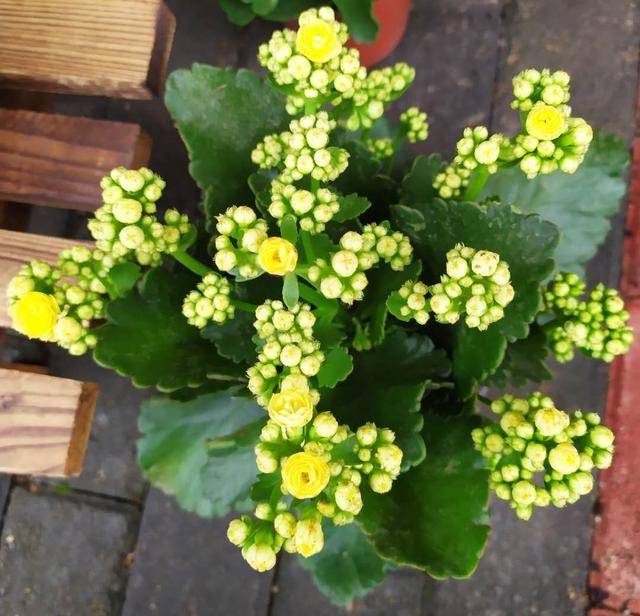 乳种翡翠知识入门翡翠基础知识入门-第5张图片-翡翠网 乳种翡翠知识入门翡翠基础知识入门-第5张图片-翡翠网