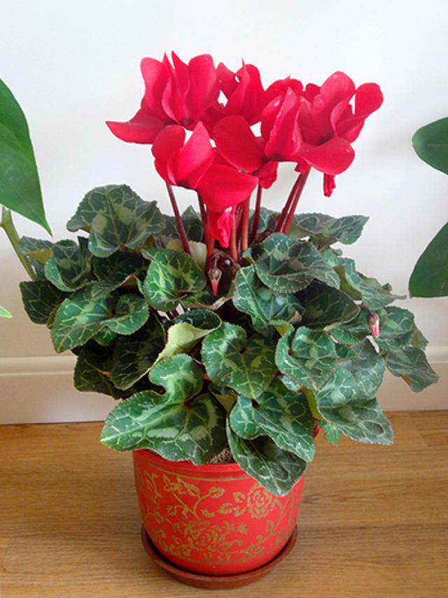 乳种翡翠知识入门翡翠基础知识入门-第9张图片-翡翠网 乳种翡翠知识入门翡翠基础知识入门-第9张图片-翡翠网