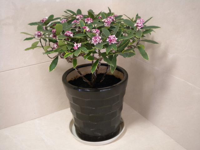 乳种翡翠知识入门翡翠基础知识入门-第14张图片-翡翠网 乳种翡翠知识入门翡翠基础知识入门-第14张图片-翡翠网