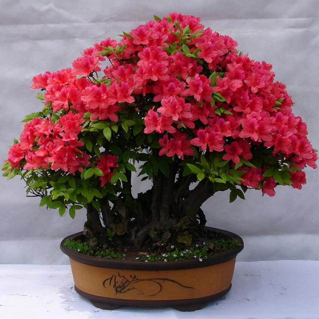 乳种翡翠知识入门翡翠基础知识入门-第16张图片-翡翠网 乳种翡翠知识入门翡翠基础知识入门-第16张图片-翡翠网