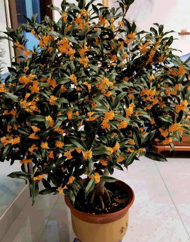 乳种翡翠知识入门翡翠基础知识入门-第17张图片-翡翠网 乳种翡翠知识入门翡翠基础知识入门-第17张图片-翡翠网