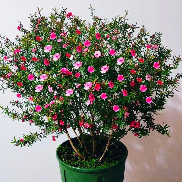 乳种翡翠知识入门翡翠基础知识入门-第20张图片-翡翠网 乳种翡翠知识入门翡翠基础知识入门-第20张图片-翡翠网