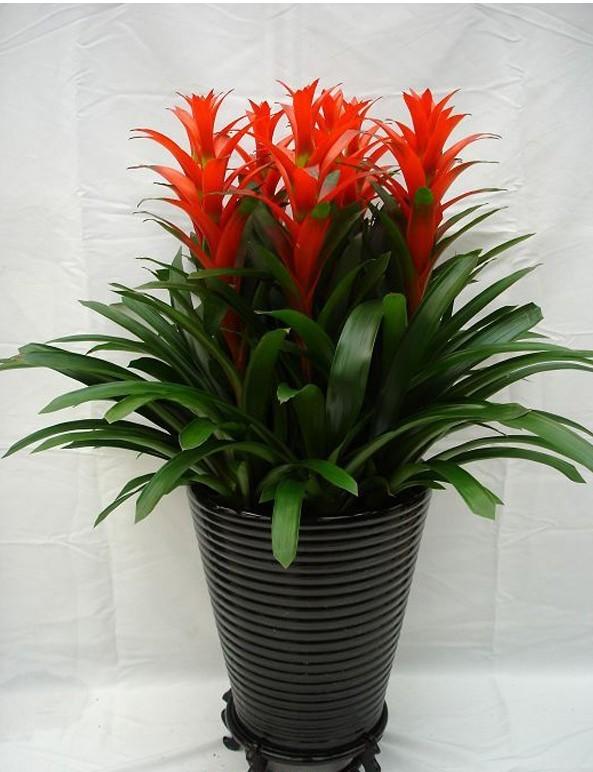 乳种翡翠知识入门翡翠基础知识入门-第21张图片-翡翠网 乳种翡翠知识入门翡翠基础知识入门-第21张图片-翡翠网