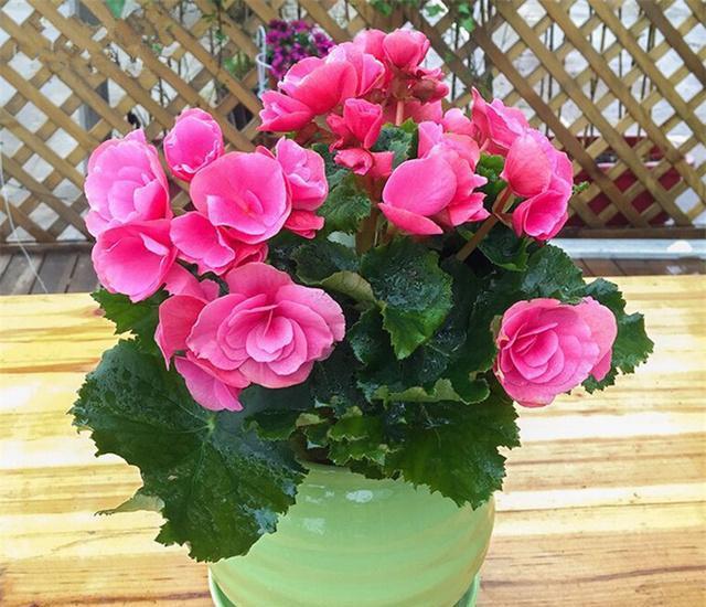 乳种翡翠知识入门翡翠基础知识入门-第23张图片-翡翠网 乳种翡翠知识入门翡翠基础知识入门-第23张图片-翡翠网