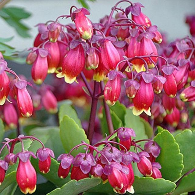 乳种翡翠知识入门翡翠基础知识入门-第24张图片-翡翠网 乳种翡翠知识入门翡翠基础知识入门-第24张图片-翡翠网