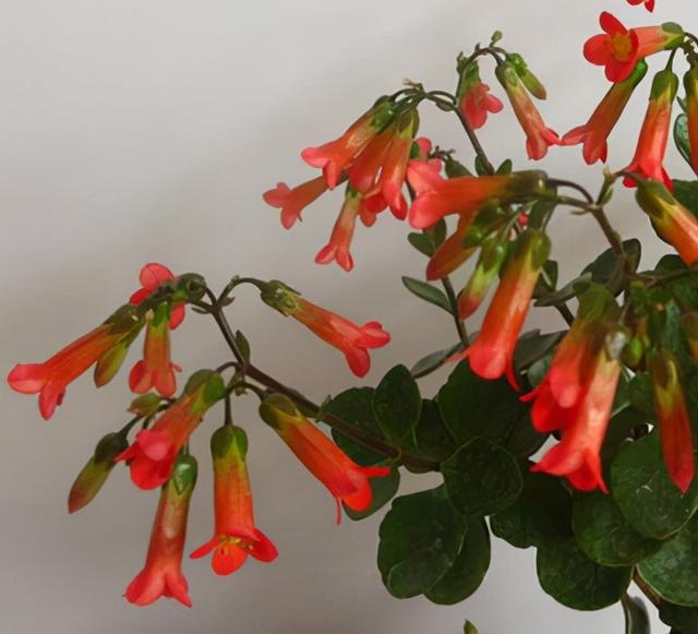 乳种翡翠知识入门翡翠基础知识入门-第25张图片-翡翠网 乳种翡翠知识入门翡翠基础知识入门-第25张图片-翡翠网