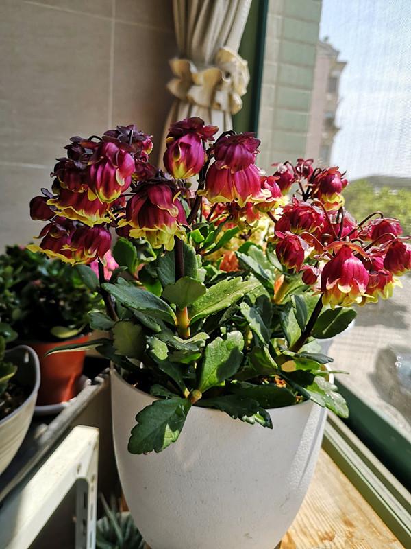 乳种翡翠知识入门翡翠基础知识入门-第26张图片-翡翠网 乳种翡翠知识入门翡翠基础知识入门-第26张图片-翡翠网