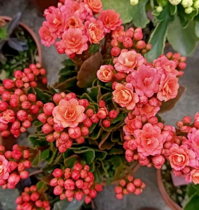 乳种翡翠知识入门翡翠基础知识入门-第27张图片-翡翠网 乳种翡翠知识入门翡翠基础知识入门-第27张图片-翡翠网