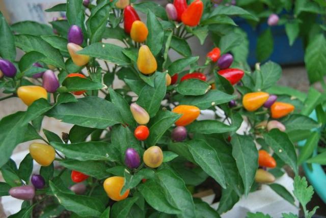 乳种翡翠知识入门翡翠基础知识入门-第28张图片-翡翠网 乳种翡翠知识入门翡翠基础知识入门-第28张图片-翡翠网