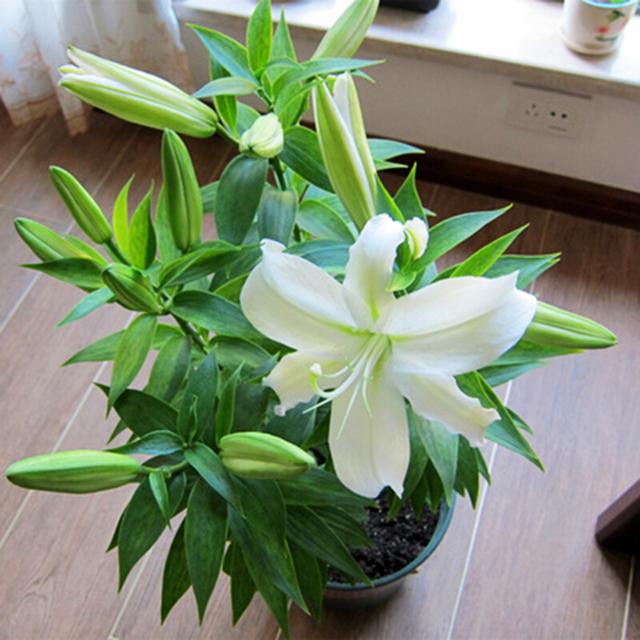 乳种翡翠知识入门翡翠基础知识入门-第29张图片-翡翠网 乳种翡翠知识入门翡翠基础知识入门-第29张图片-翡翠网