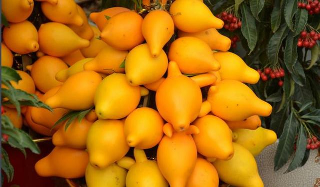 乳种翡翠知识入门翡翠基础知识入门-第32张图片-翡翠网 乳种翡翠知识入门翡翠基础知识入门-第32张图片-翡翠网