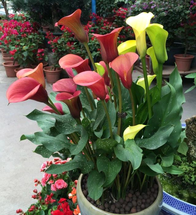 乳种翡翠知识入门翡翠基础知识入门-第33张图片-翡翠网 乳种翡翠知识入门翡翠基础知识入门-第33张图片-翡翠网