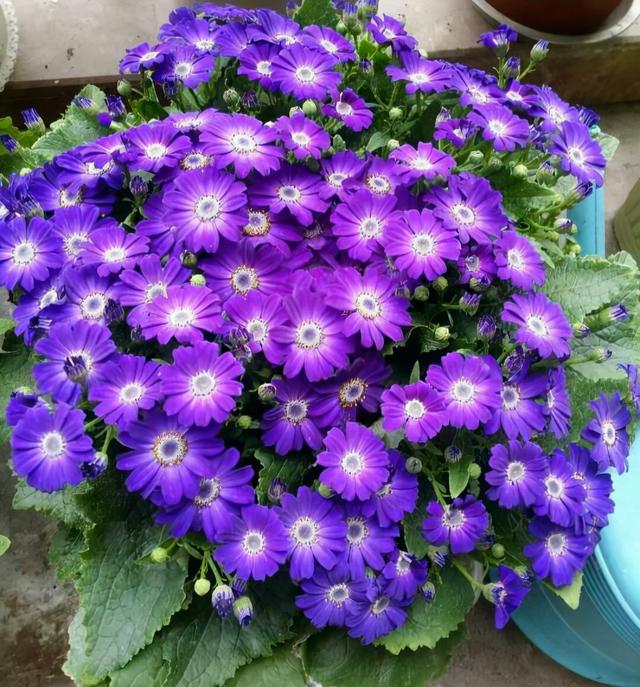 乳种翡翠知识入门翡翠基础知识入门-第34张图片-翡翠网 乳种翡翠知识入门翡翠基础知识入门-第34张图片-翡翠网