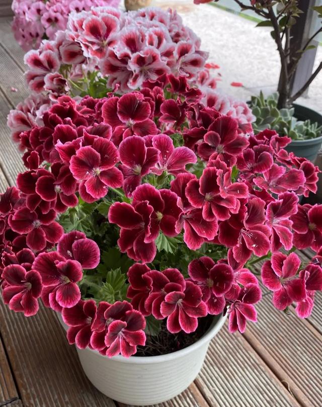 乳种翡翠知识入门翡翠基础知识入门-第35张图片-翡翠网 乳种翡翠知识入门翡翠基础知识入门-第35张图片-翡翠网