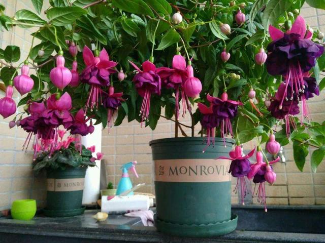 乳种翡翠知识入门翡翠基础知识入门-第36张图片-翡翠网 乳种翡翠知识入门翡翠基础知识入门-第36张图片-翡翠网