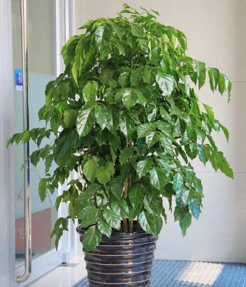 乳种翡翠知识入门翡翠基础知识入门-第37张图片-翡翠网 乳种翡翠知识入门翡翠基础知识入门-第37张图片-翡翠网