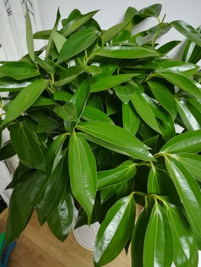 乳种翡翠知识入门翡翠基础知识入门-第39张图片-翡翠网 乳种翡翠知识入门翡翠基础知识入门-第39张图片-翡翠网