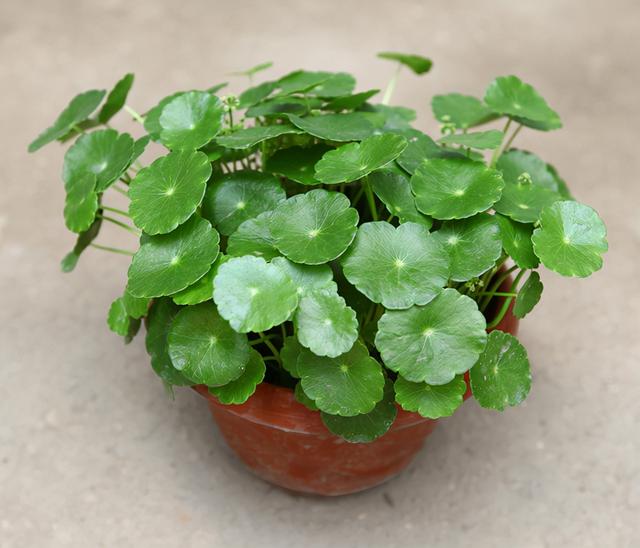 乳种翡翠知识入门翡翠基础知识入门-第40张图片-翡翠网 乳种翡翠知识入门翡翠基础知识入门-第40张图片-翡翠网