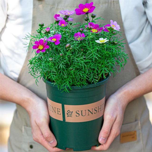 乳种翡翠知识入门翡翠基础知识入门-第41张图片-翡翠网 乳种翡翠知识入门翡翠基础知识入门-第41张图片-翡翠网