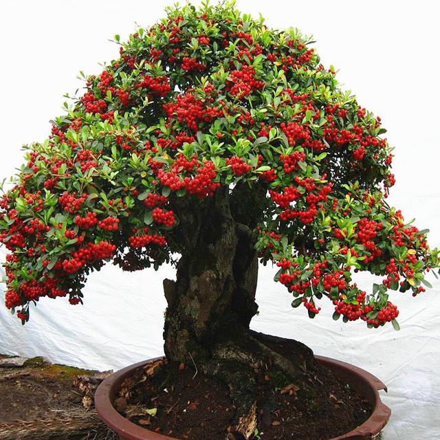 乳种翡翠知识入门翡翠基础知识入门-第42张图片-翡翠网 乳种翡翠知识入门翡翠基础知识入门-第42张图片-翡翠网