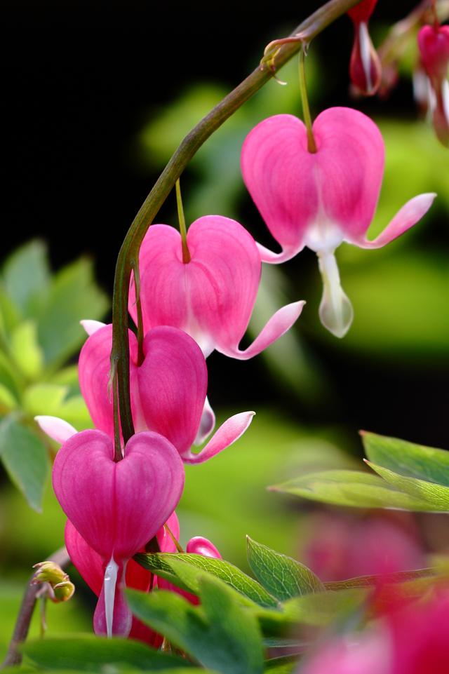 乳种翡翠知识入门翡翠基础知识入门-第44张图片-翡翠网 乳种翡翠知识入门翡翠基础知识入门-第44张图片-翡翠网