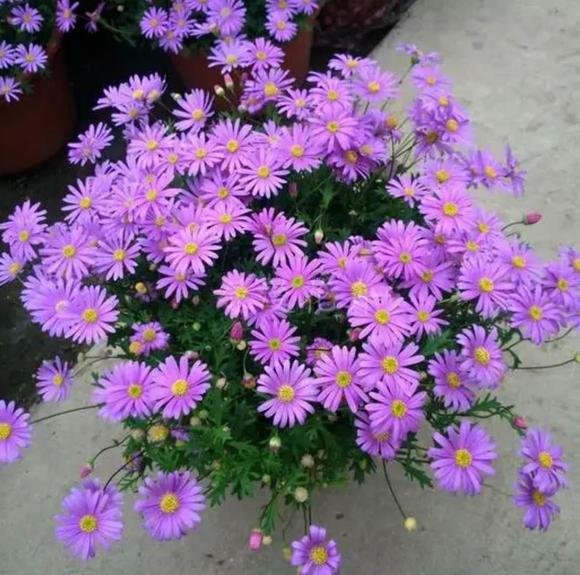 乳种翡翠知识入门翡翠基础知识入门-第45张图片-翡翠网 乳种翡翠知识入门翡翠基础知识入门-第45张图片-翡翠网