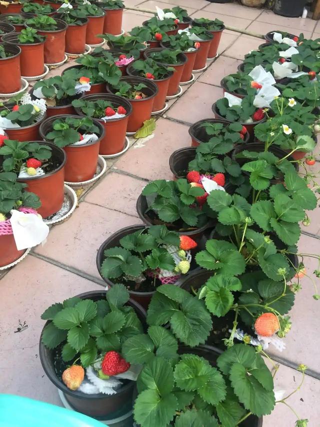 乳种翡翠知识入门翡翠基础知识入门-第46张图片-翡翠网 乳种翡翠知识入门翡翠基础知识入门-第46张图片-翡翠网