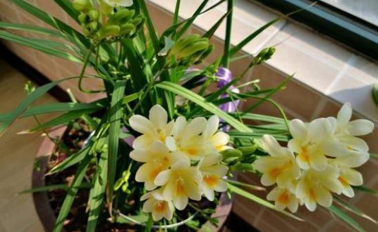 乳种翡翠知识入门翡翠基础知识入门-第47张图片-翡翠网 乳种翡翠知识入门翡翠基础知识入门-第47张图片-翡翠网