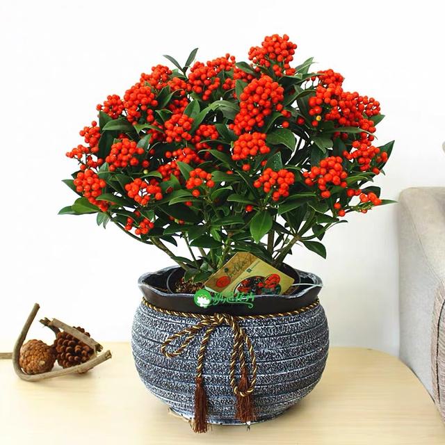 乳种翡翠知识入门翡翠基础知识入门-第48张图片-翡翠网 乳种翡翠知识入门翡翠基础知识入门-第48张图片-翡翠网