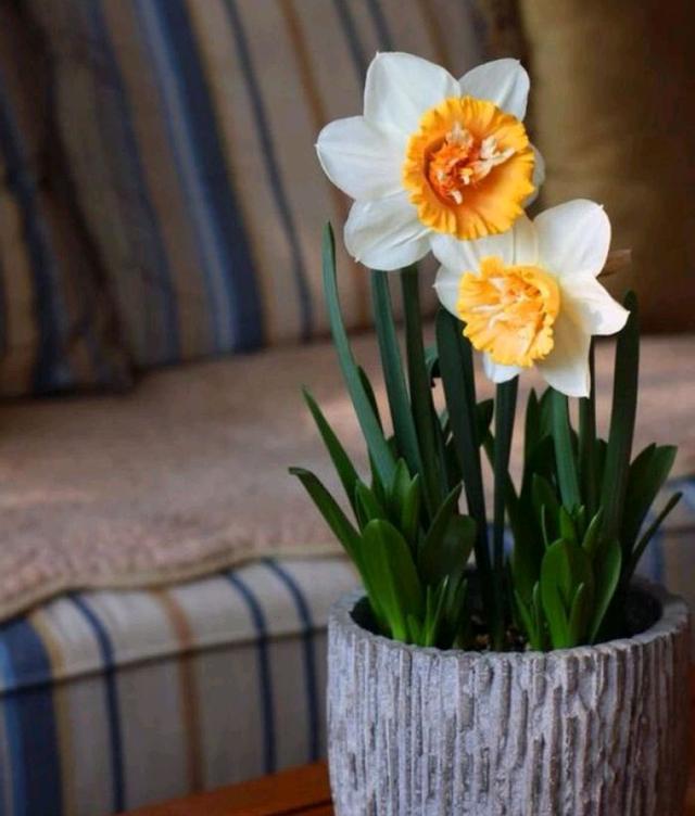 乳种翡翠知识入门翡翠基础知识入门-第49张图片-翡翠网 乳种翡翠知识入门翡翠基础知识入门-第49张图片-翡翠网