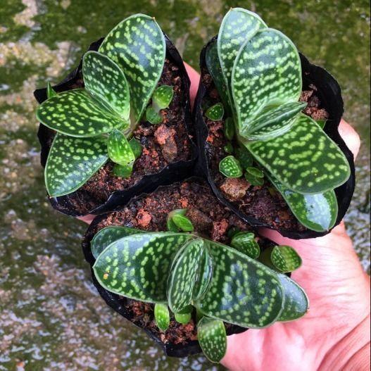 乳种翡翠知识入门翡翠基础知识入门-第50张图片-翡翠网 乳种翡翠知识入门翡翠基础知识入门-第50张图片-翡翠网